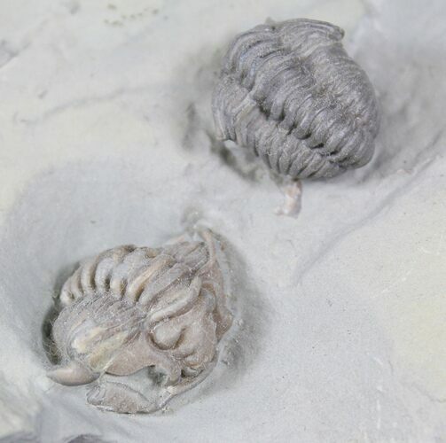 Flexicalymene Trilobite Pair From Ohio #26876